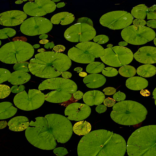 SHABANI Gartengestaltung